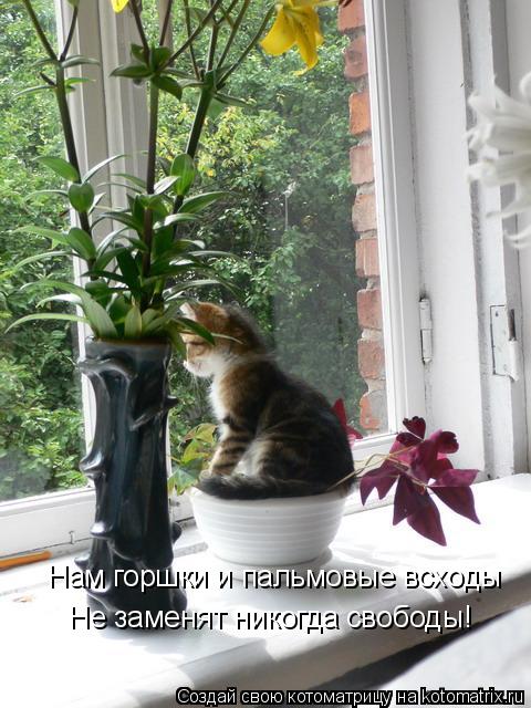 Котоматрица