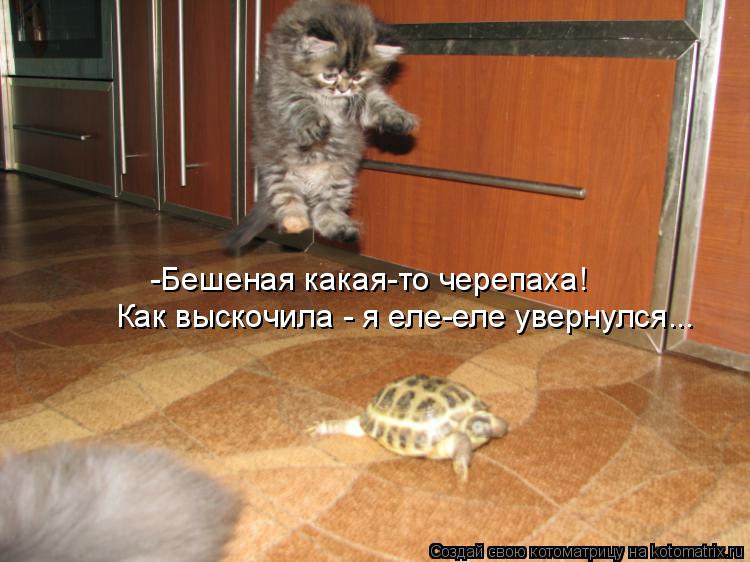 Котоматрица