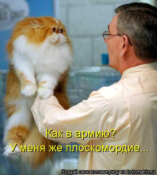 Котоматрица