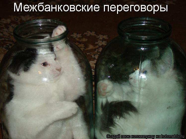 Котоматрица