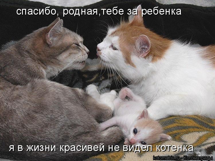 Котоматрица