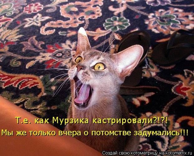 Котоматрица