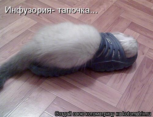 Котоматрица