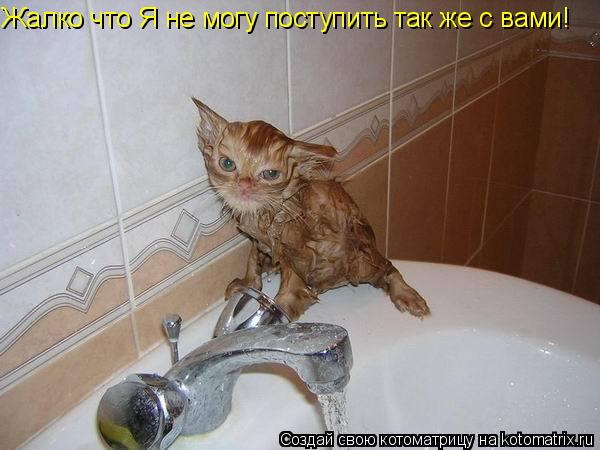 Котоматрица