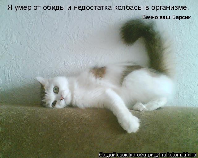 Котоматрица