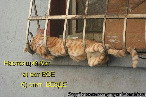 Эти забавные коты