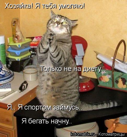 Эти забавные коты