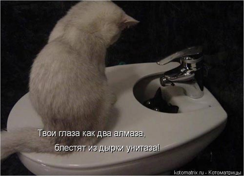 Эти забавные коты