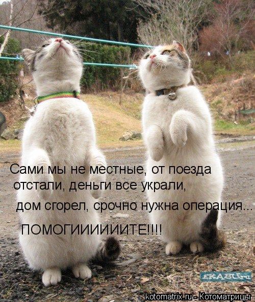 Эти забавные коты