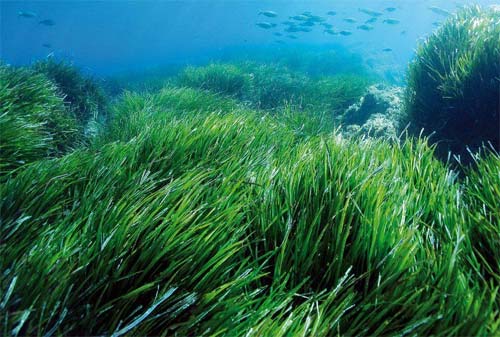 Морские водоросли – доступный эликсир молодости