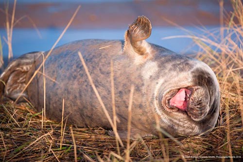 20 самых смешных фотографий Comedy Wildlife Photography Awards 2019