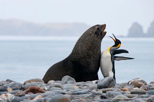 20 самых смешных фотографий Comedy Wildlife Photography Awards 2019