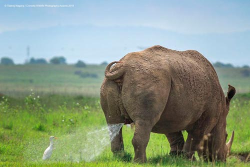 20 самых смешных фотографий Comedy Wildlife Photography Awards 2019