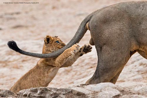 20 самых смешных фотографий Comedy Wildlife Photography Awards 2019