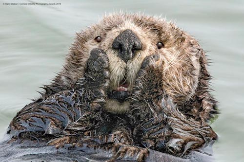 20 самых смешных фотографий Comedy Wildlife Photography Awards 2019