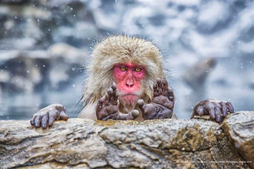 20 самых смешных фотографий Comedy Wildlife Photography Awards 2019