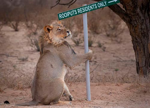 20 самых смешных фотографий Comedy Wildlife Photography Awards 2019