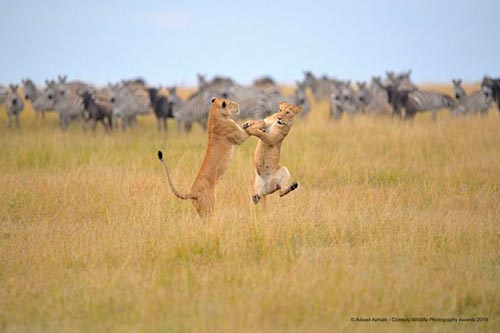 20 самых смешных фотографий Comedy Wildlife Photography Awards 2019