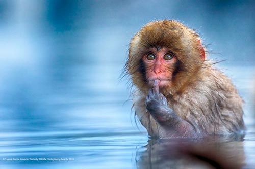 20 самых смешных фотографий Comedy Wildlife Photography Awards 2019