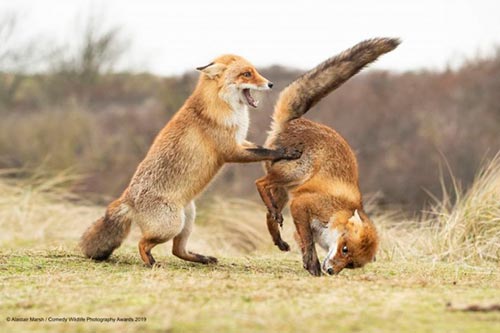 20 самых смешных фотографий Comedy Wildlife Photography Awards 2019