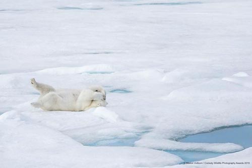 20 самых смешных фотографий Comedy Wildlife Photography Awards 2019