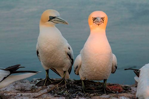 20 самых смешных фотографий Comedy Wildlife Photography Awards 2019