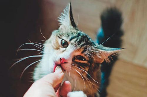 Корм Brit Care для кошек