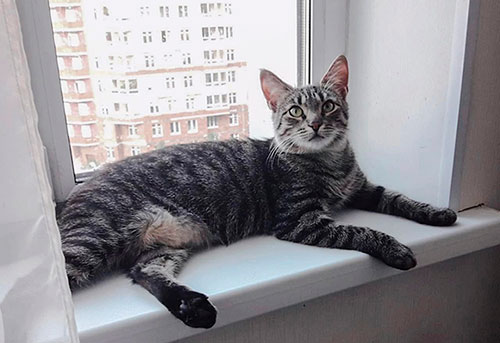 кошка