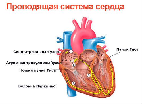 Препараты от аритмии